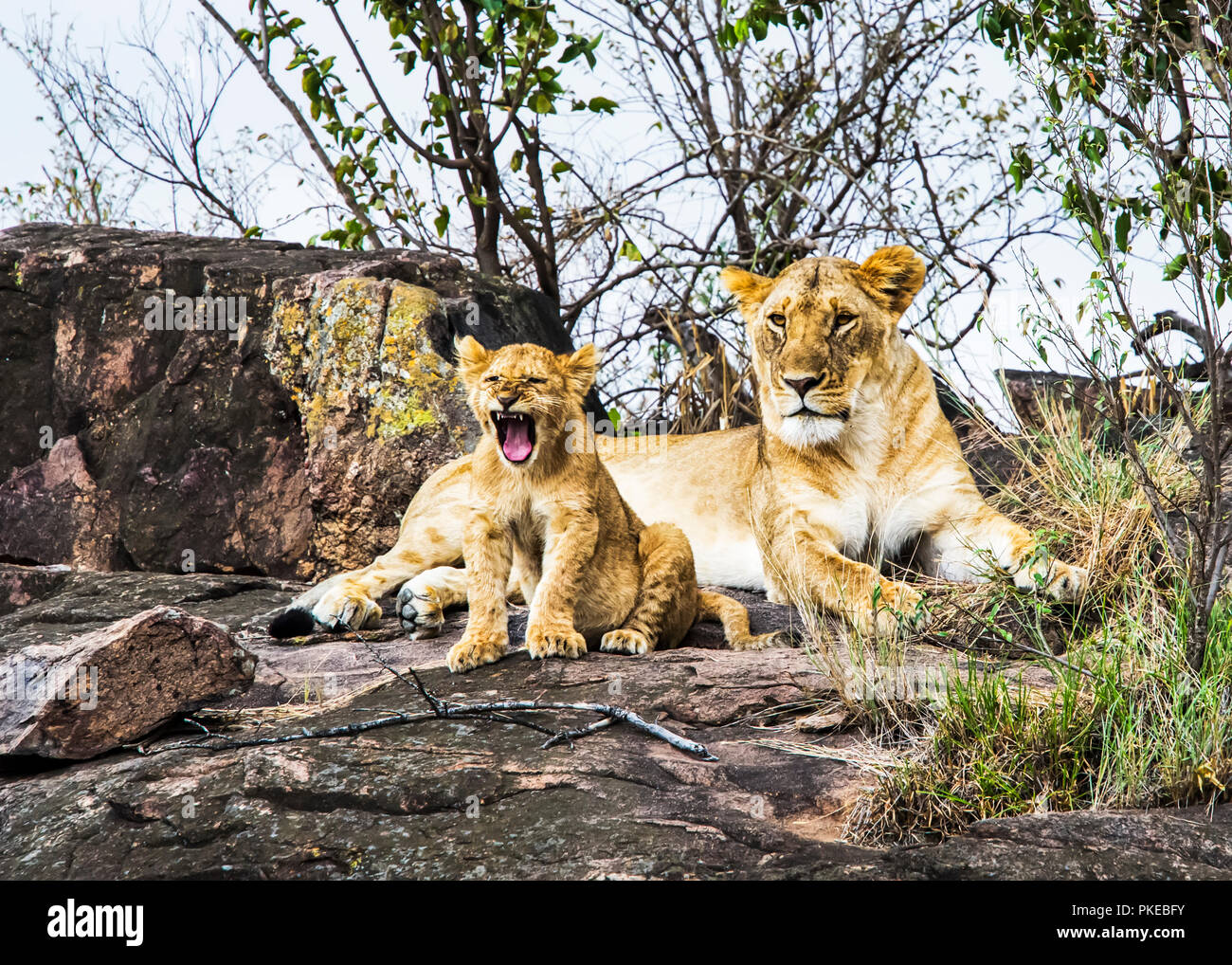 Löwin (Panthera leo) und Cub, Serengeti; Kenia Stockfoto