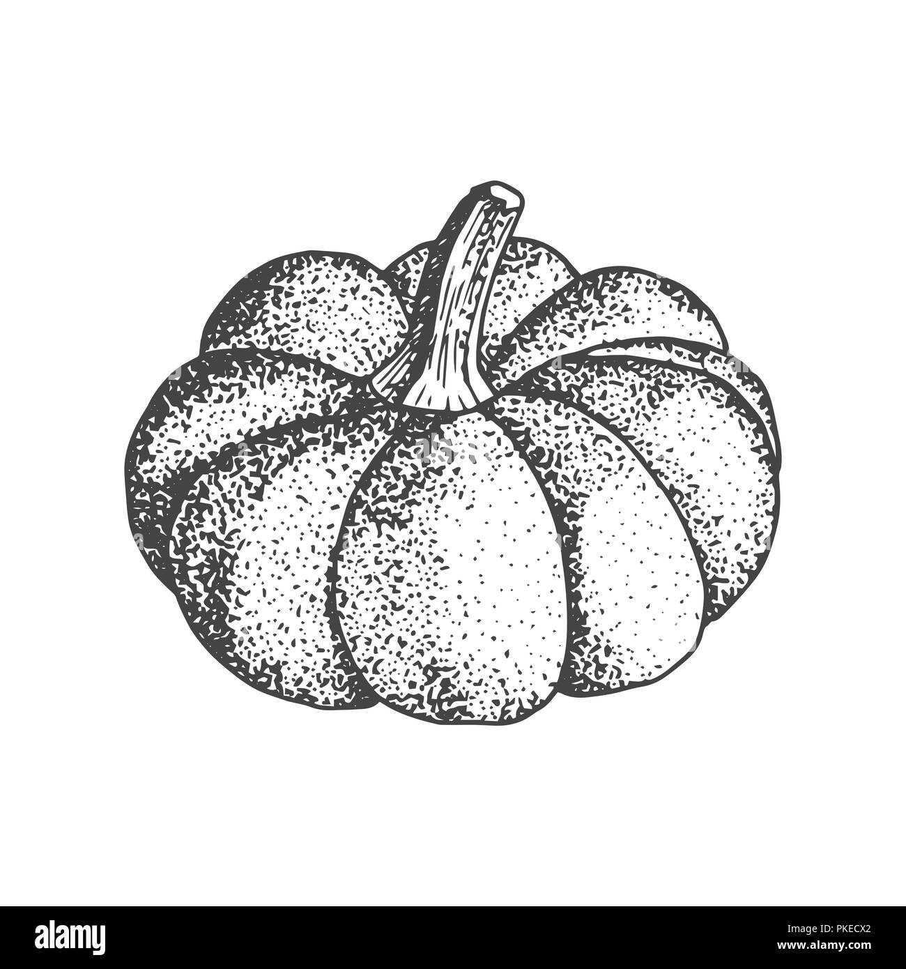 Kürbis Skizze auf weißem Hintergrund. Herbst Symbol squash Hand gezeichnet Vektor. Stock Vektor