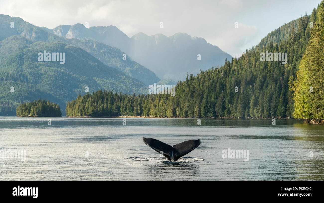 Buckelwale (Megaptera novaeangliae) Fluke werden gesehen, während die Wale tauchen ist; Hartley Bay, British Columbia, Kanada Stockfoto