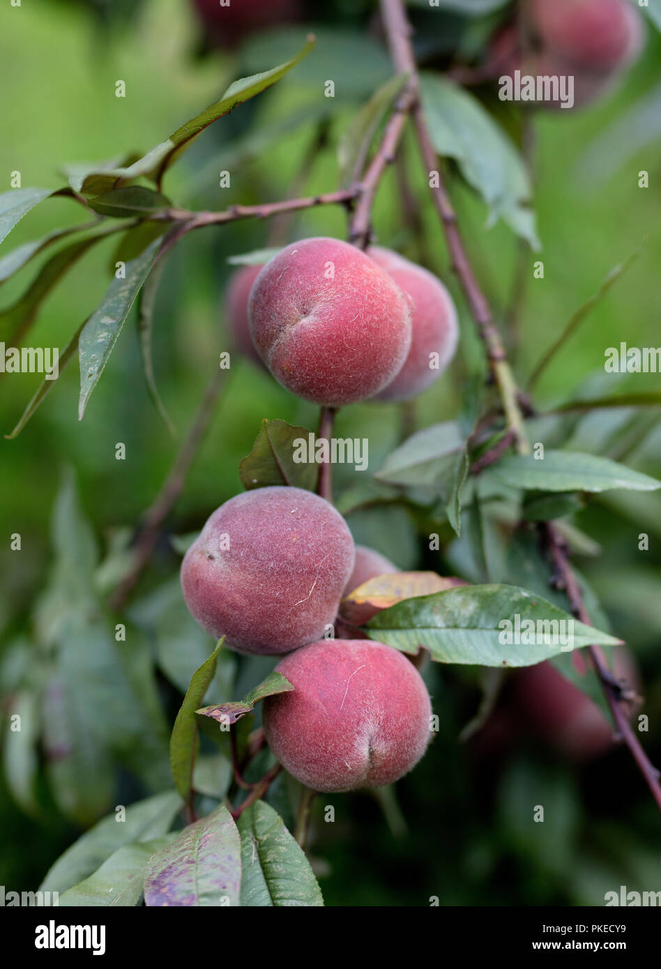 Pfirsiche wachsen auf einem Baum in einem Sussex Garden, Großbritannien Stockfoto