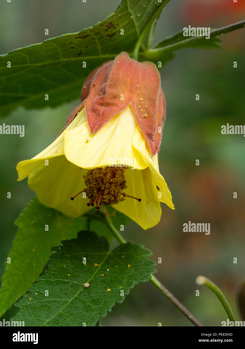 Blass Gelbe Blütenblätter aus roten aufgeblasen calyces der lax, leicht Ausschreibung wand Strauch, Abutilon megapotamicum 'Ines' Stockfoto