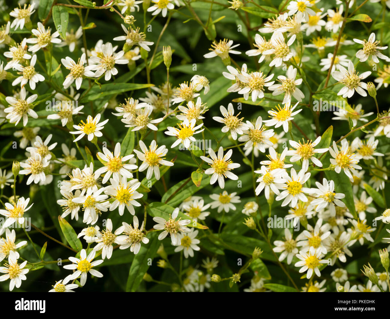 Daisy wie weiße Blumen der Nordamerikanischen flache Oberseite aster, Doellingeria umbellata, blühen im Herbst Stockfoto