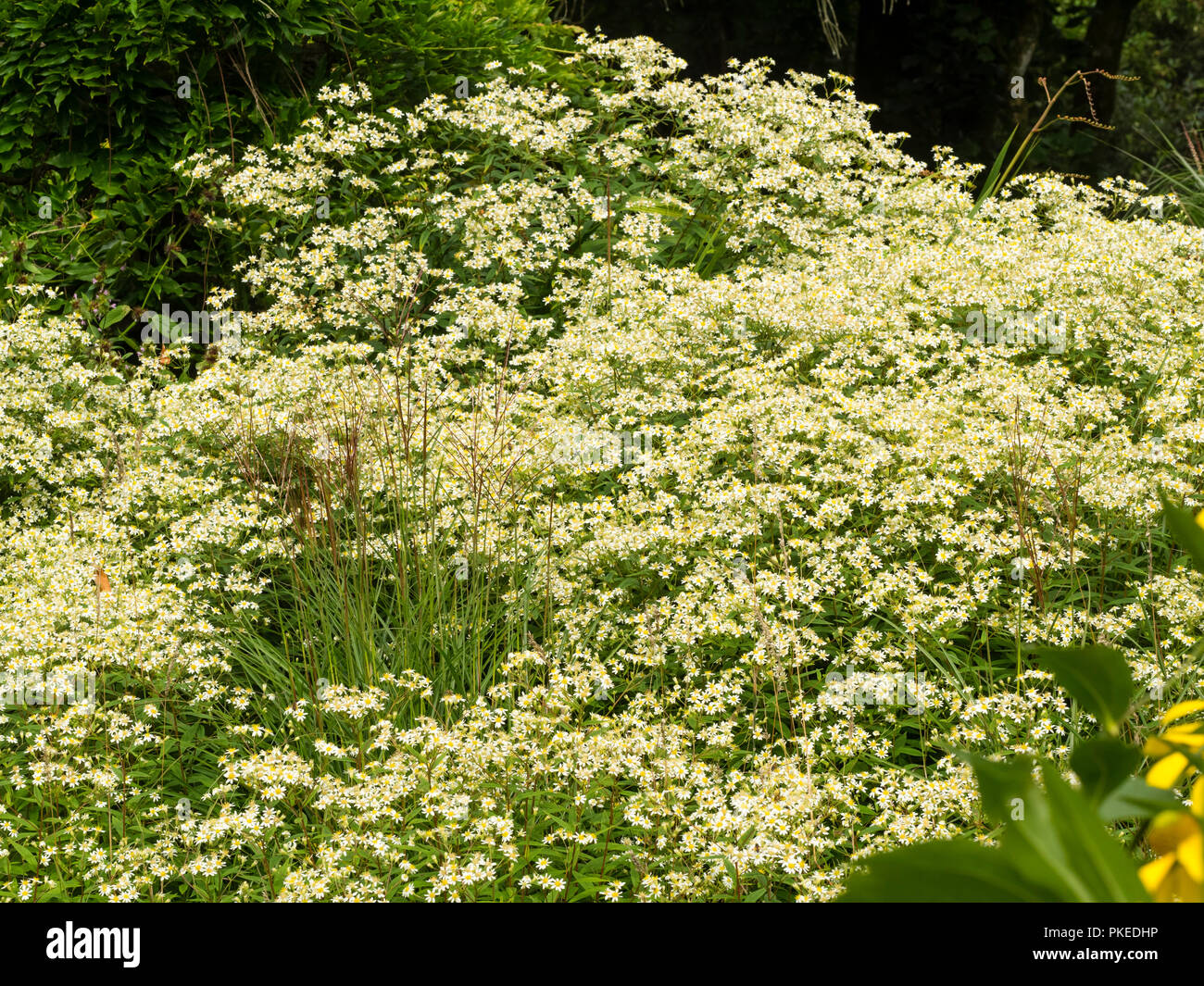Daisy wie weiße Blumen der Nordamerikanischen flache Oberseite aster, Doellingeria umbellata, blühen im Herbst Stockfoto