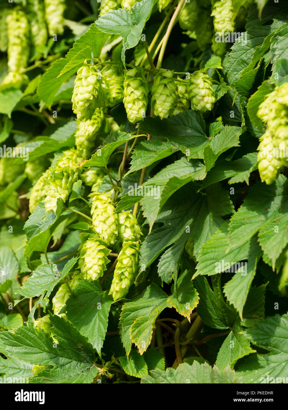 Spätsommer grüne Blume des Kletterers Humulus lupulus, Hopfen, zur Aromatisierung für das Brauen von Bier benutzt Stockfoto