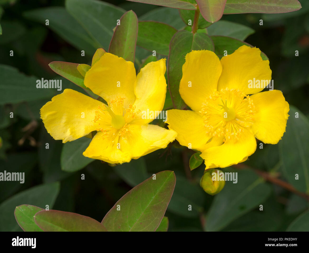 Gelbe Blumen der Halb immergrünen Zierpflanzen hardy Strauch, Hypericum 'Hidcote' Stockfoto