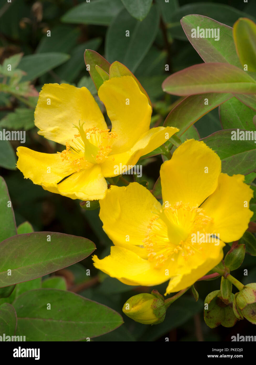 Gelbe Blumen der Halb immergrünen Zierpflanzen hardy Strauch, Hypericum 'Hidcote' Stockfoto