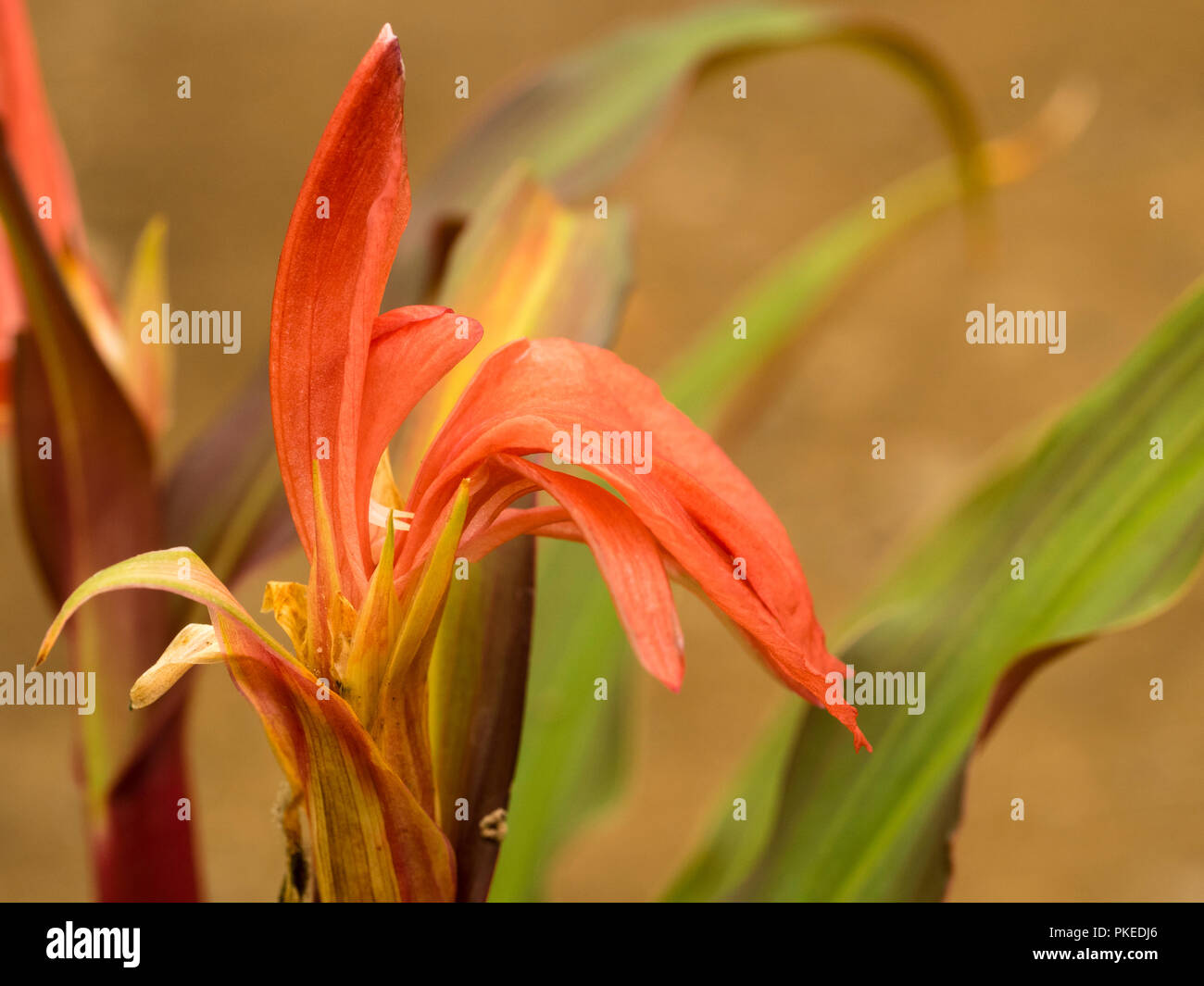 Rot, Spätsommer Blume des Exotischen, mehrjährig, winterhart Ingwer, Roscoea purpurea 'Imperial Hybriden ' Stockfoto