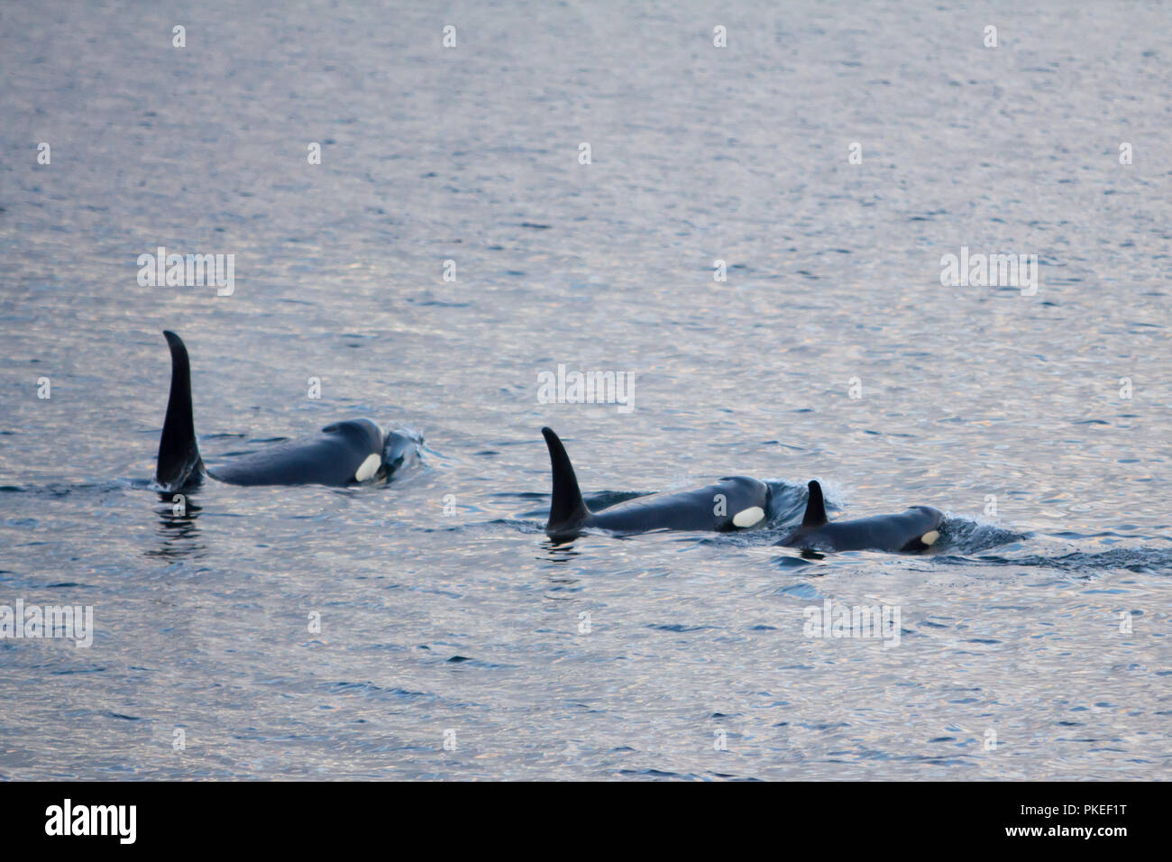 AG Pod der ansässigen Schwertwale in der dramatischen Landschaft und den Sonnenuntergang Bedingungen in Chatham strait Southeast Alaska Reisen Stockfoto