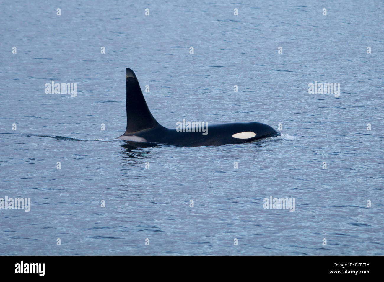 AG Pod der ansässigen Schwertwale in der dramatischen Landschaft und den Sonnenuntergang Bedingungen in Chatham strait Southeast Alaska Reisen Stockfoto