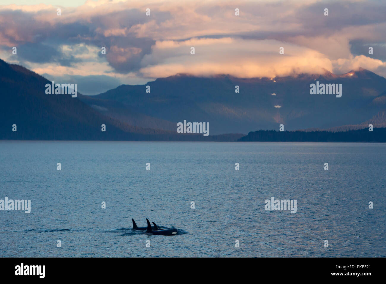 AG Pod der ansässigen Schwertwale in der dramatischen Landschaft und den Sonnenuntergang Bedingungen in Chatham strait Southeast Alaska Reisen Stockfoto