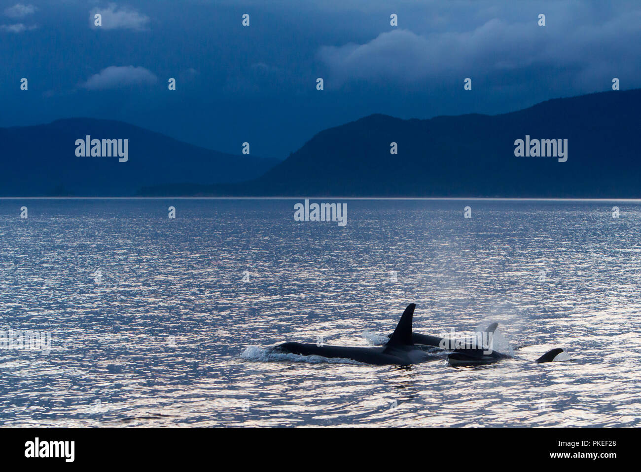 AG Pod der ansässigen Schwertwale in der dramatischen Landschaft und den Sonnenuntergang Bedingungen in Chatham strait Southeast Alaska Reisen Stockfoto
