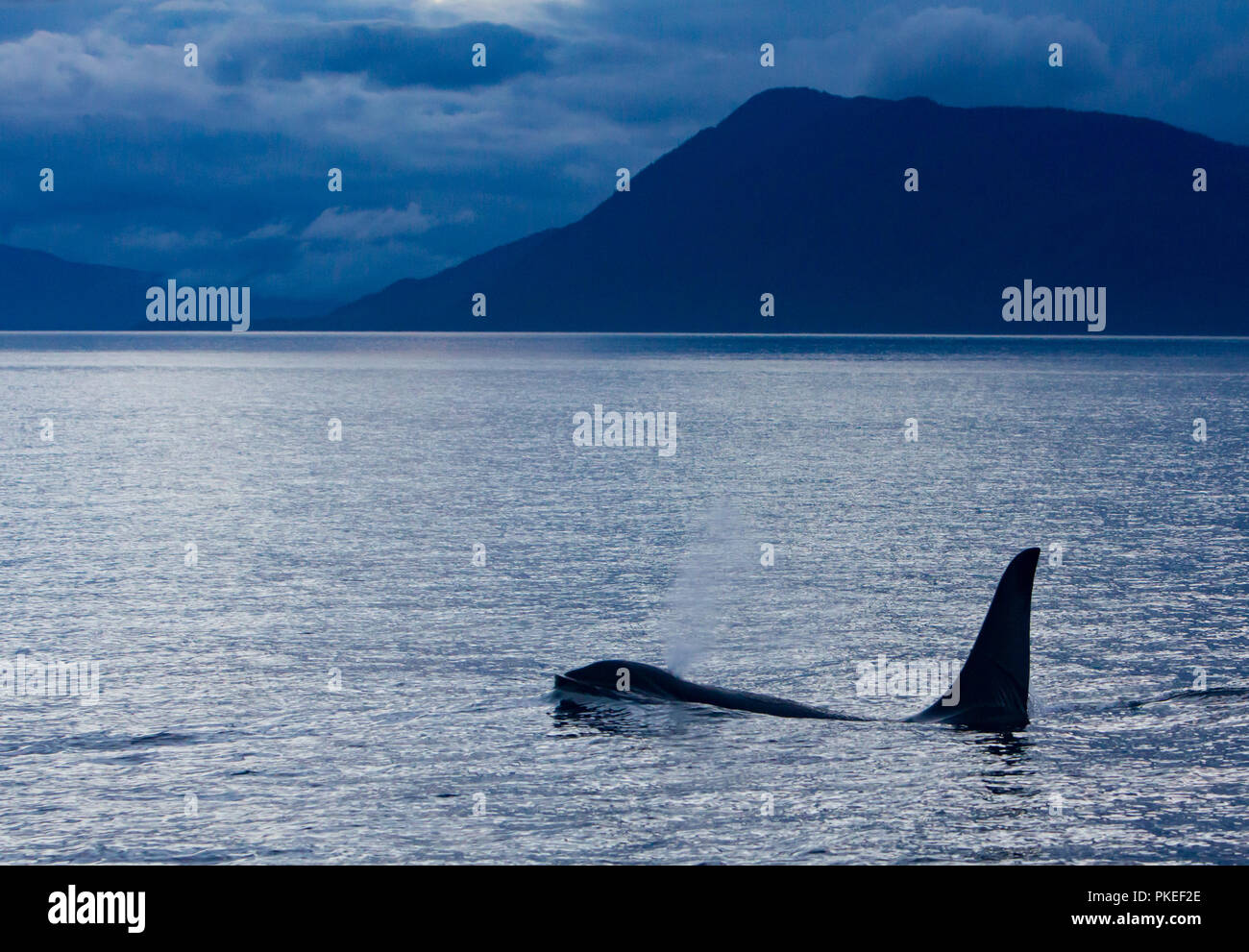 AG Pod der ansässigen Schwertwale in der dramatischen Landschaft und den Sonnenuntergang Bedingungen in Chatham strait Southeast Alaska Reisen Stockfoto