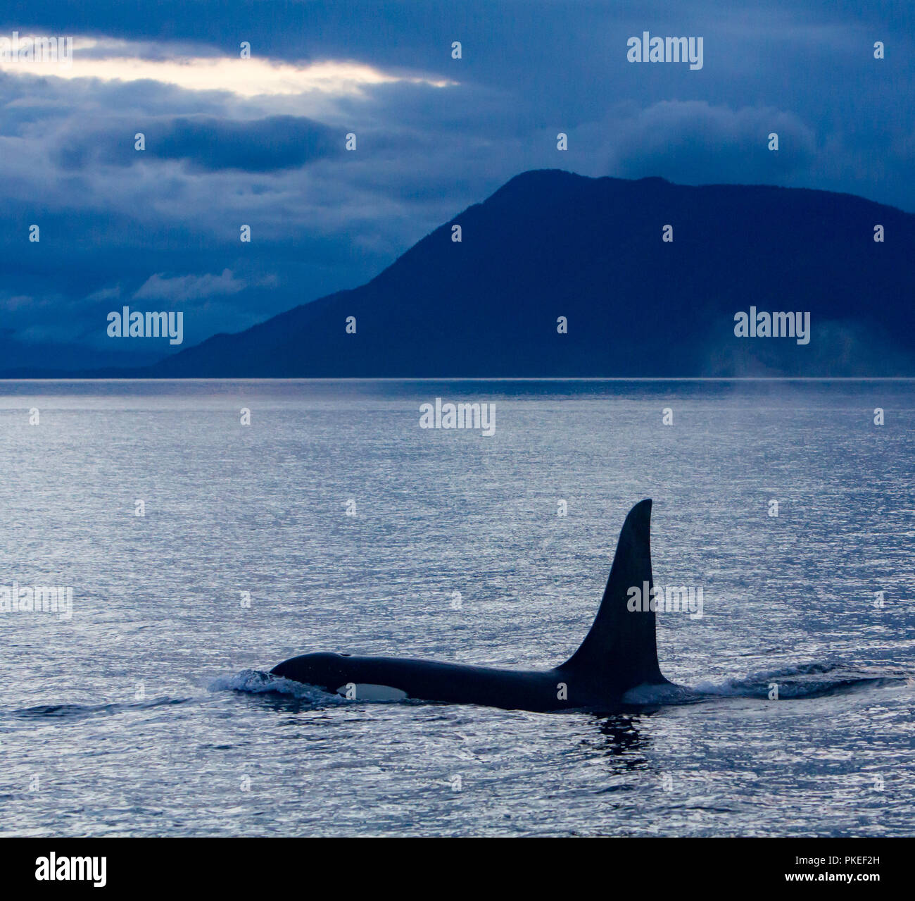 AG Pod der ansässigen Schwertwale in der dramatischen Landschaft und den Sonnenuntergang Bedingungen in Chatham strait Southeast Alaska Reisen Stockfoto