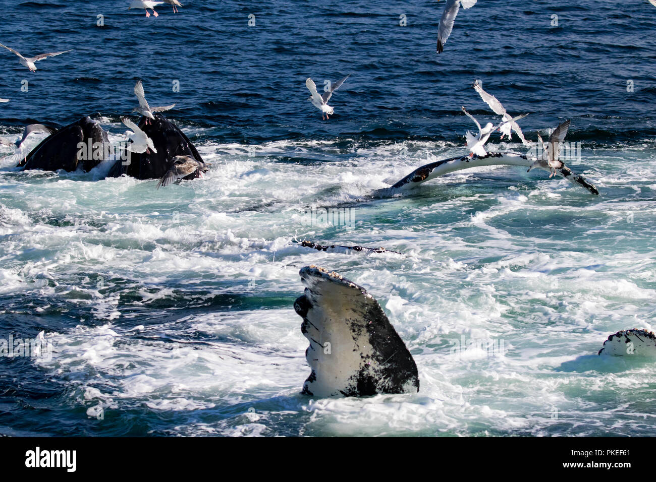 Buckelwale feed mit kooperativen bubble Netz zusammen zu arbeiten, zu essen Hering auf spektakuläre Weise in Southeast Alaska Stockfoto
