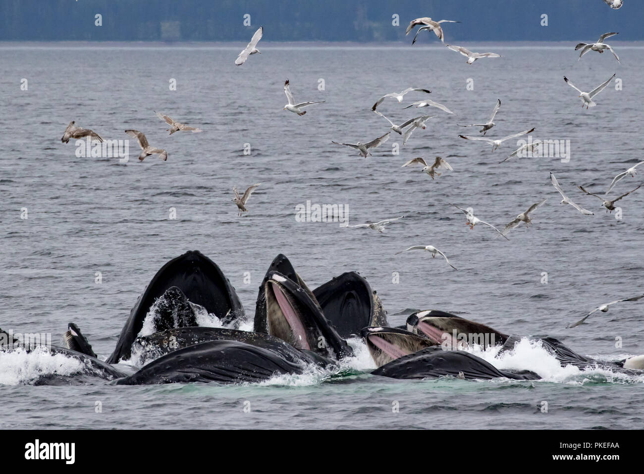 Buckelwale feed mit kooperativen bubble Netz zusammen zu arbeiten, zu essen Hering auf spektakuläre Weise in Southeast Alaska Stockfoto