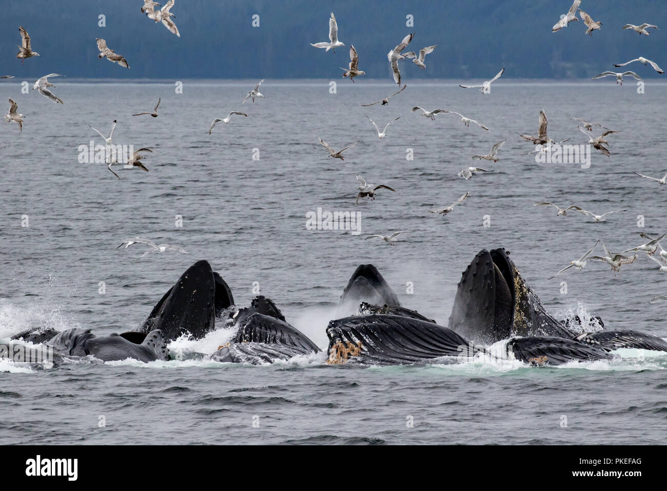 Buckelwale feed mit kooperativen bubble Netz zusammen zu arbeiten, zu essen Hering auf spektakuläre Weise in Southeast Alaska Stockfoto