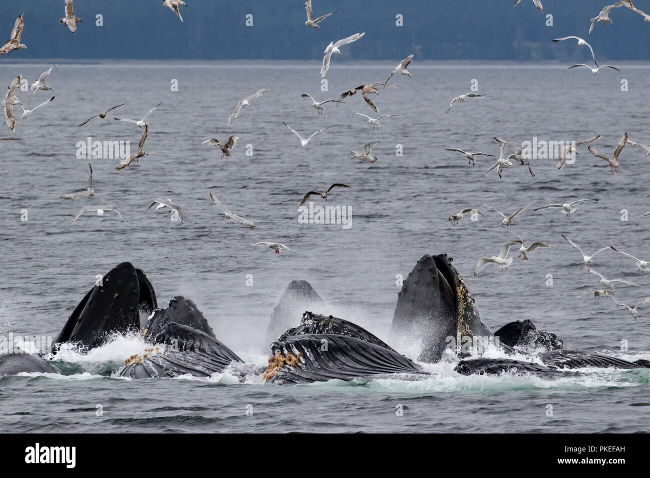 Buckelwale feed mit kooperativen bubble Netz zusammen zu arbeiten, zu essen Hering auf spektakuläre Weise in Southeast Alaska Stockfoto