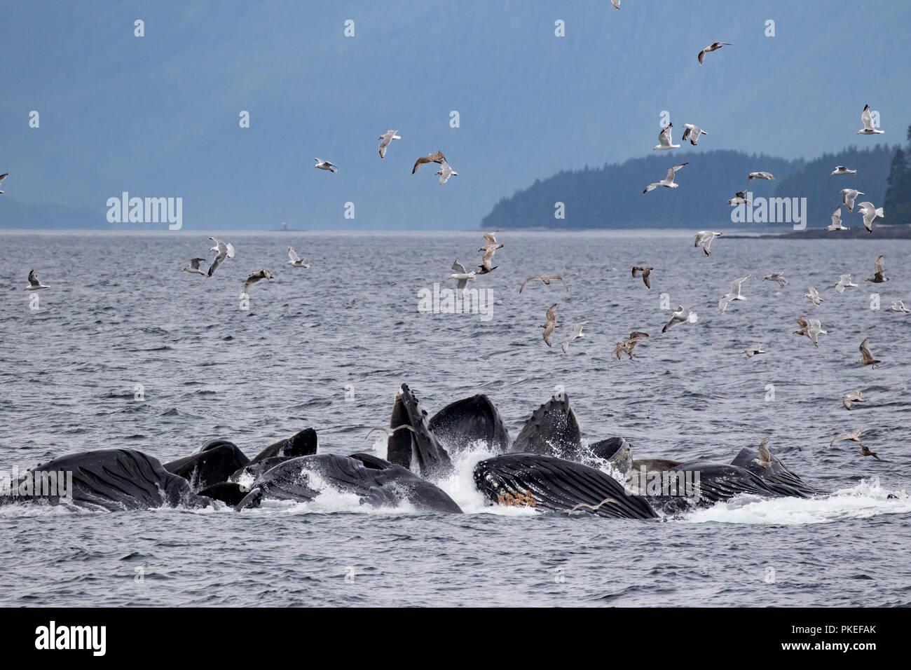 Buckelwale feed mit kooperativen bubble Netz zusammen zu arbeiten, zu essen Hering auf spektakuläre Weise in Southeast Alaska Stockfoto