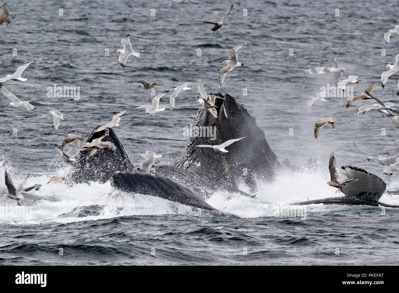 Buckelwale feed mit kooperativen bubble Netz zusammen zu arbeiten, zu essen Hering auf spektakuläre Weise in Southeast Alaska Stockfoto