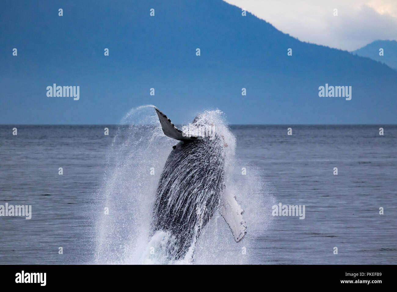 Ein buckelwal Verstöße hoch in die Luft in Chatham Straße im Südosten Alaska, USA Stockfoto