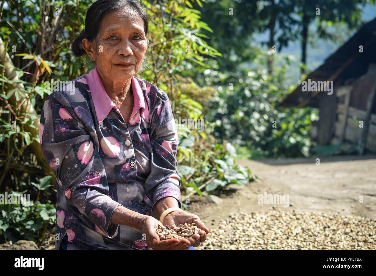 Sulawesi, Indonesien - Juli 5, 2018: Lokale Kaffeepflanzer ernten und trocknen ihre Kaffeebohnen in Tana Toraja Hochland in der Nähe von Batutumongi Dorf. Sout Stockfoto