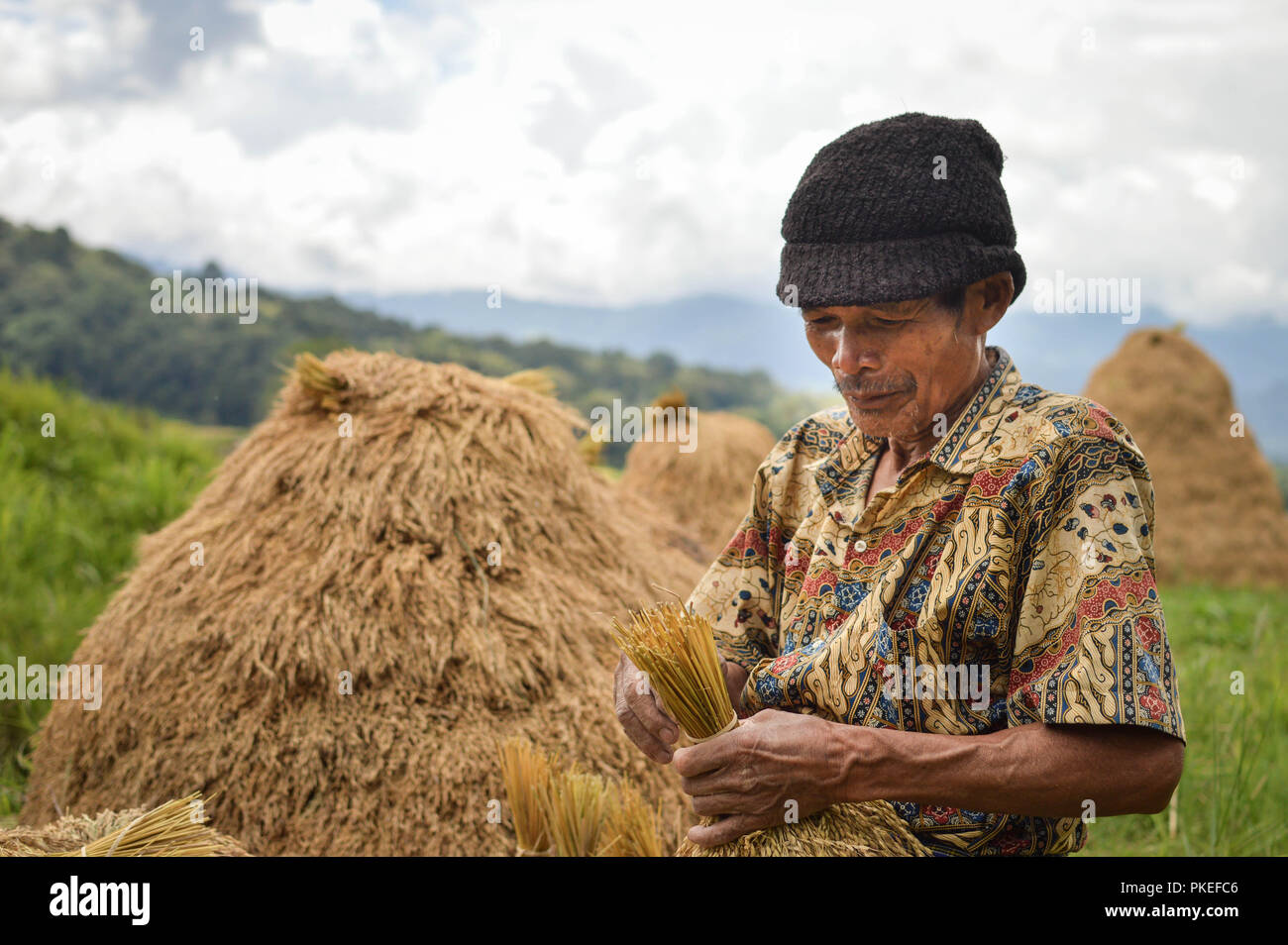 Sulawesi, Indonesien - 8. Juli 2018: die lokalen Bauern ernten Reis in Tana Toraja Hochland in der Nähe von Batutumongi Dorf. Südsulawesi, Indonesien Stockfoto