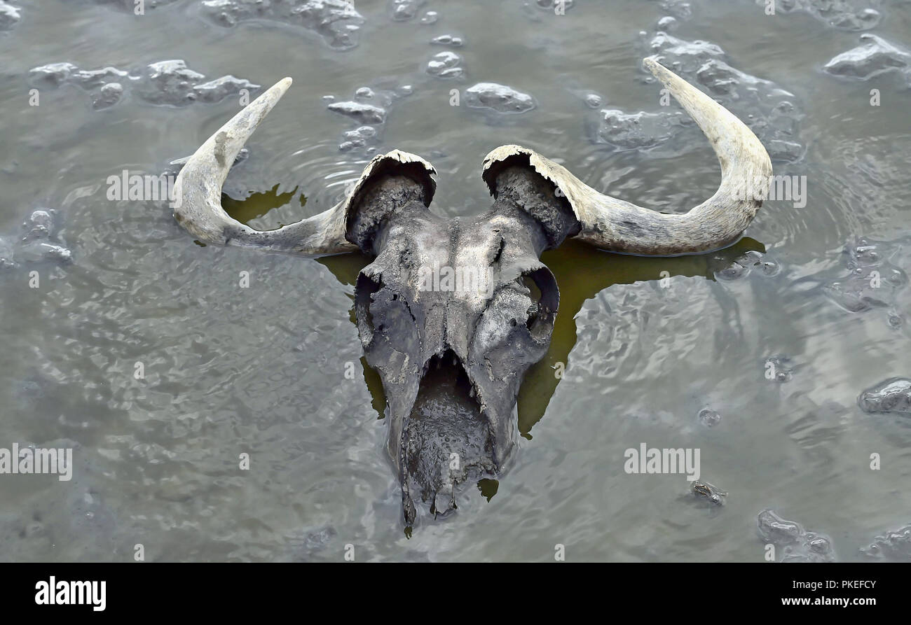 Schädel von Gnus im Schlamm im flachen Wasser. Lake Natron. Tansania Stockfoto
