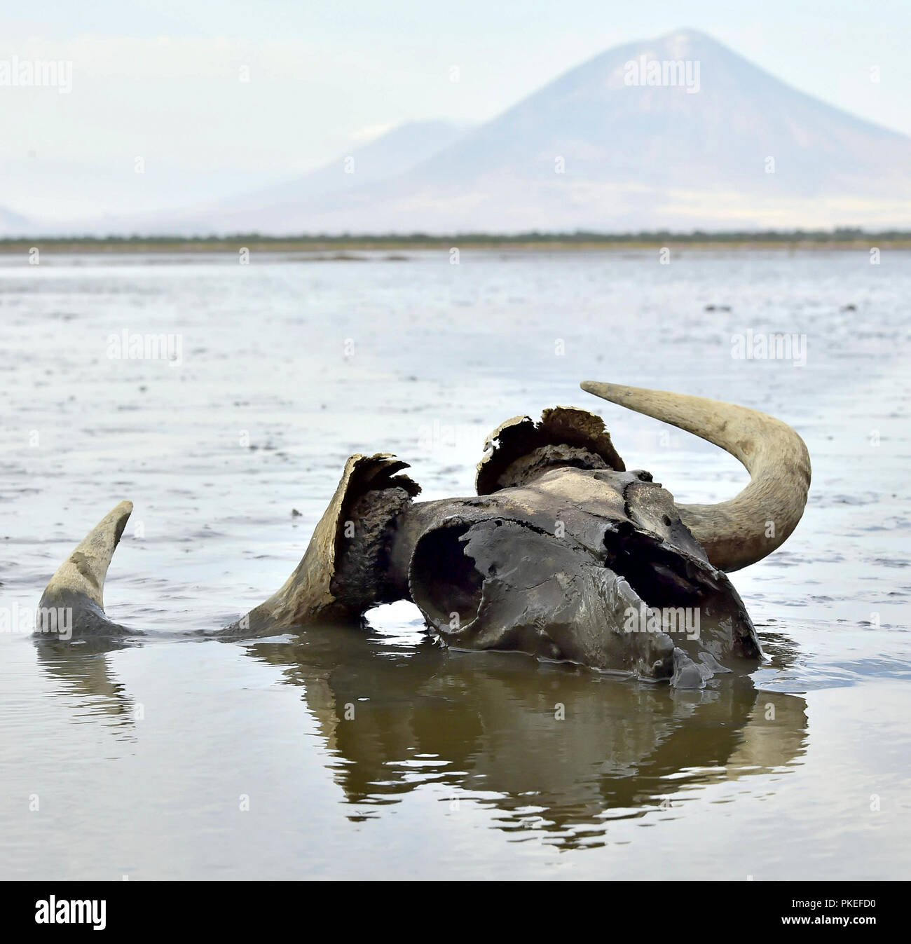 Schädel von Gnus in Schlamm auf flachem Wasser. Im Hintergrund ist ein Vulkan Langai. Lake Natron. Tansania Stockfoto
