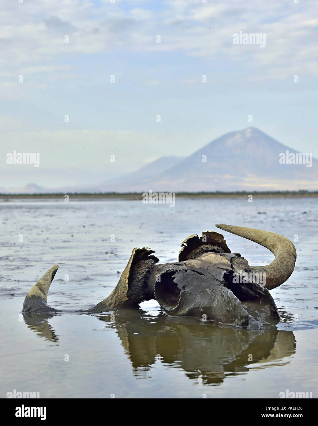 Schädel von Gnus in Schlamm auf flachem Wasser. Im Hintergrund ist ein Vulkan Langai. Lake Natron. Tansania Stockfoto