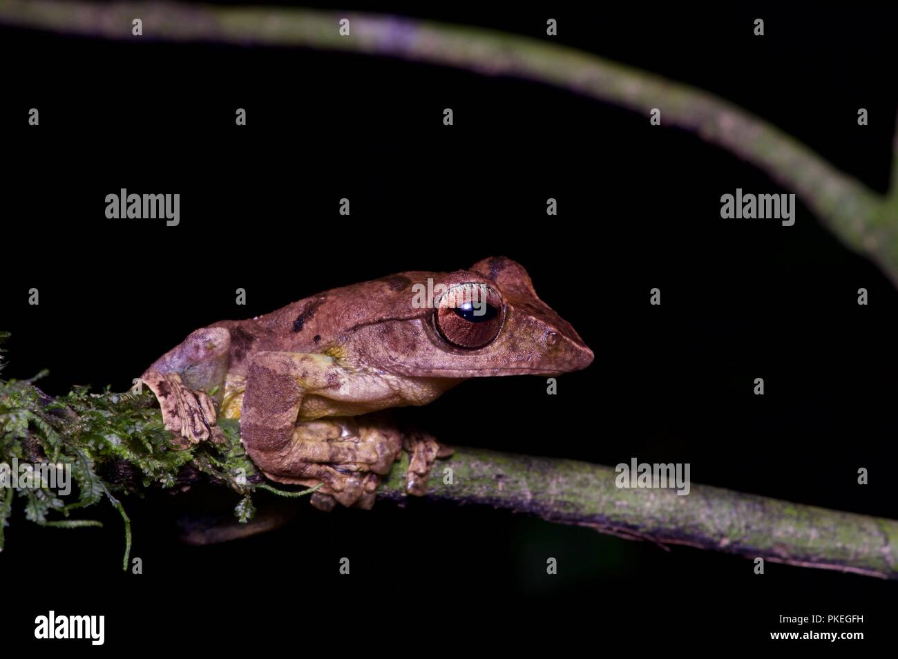 Ein harrisson Flying Frog (Rhacophorus harrissoni) in der Nacht im Gunung Mulu National Park, Sarawak, Malaysia, Borneo Stockfoto