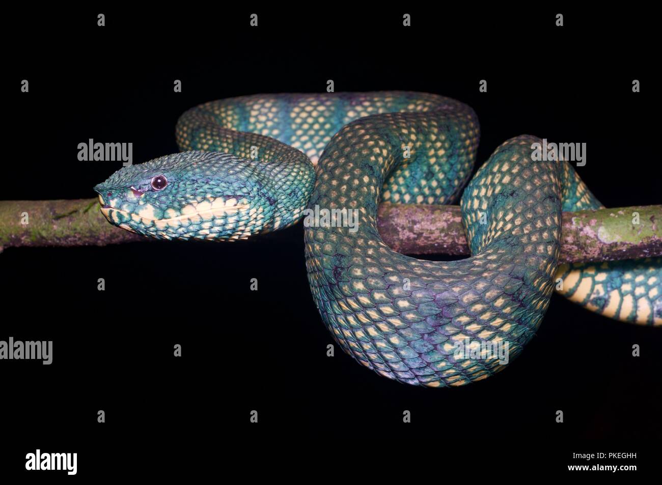 Ein erwachsenes Weibchen bornesischen Gekielt Bambusotter (Tropidolaemus subannulatus) in der Nacht im Gunung Mulu National Park, Sarawak, Malaysia, Borneo Stockfoto