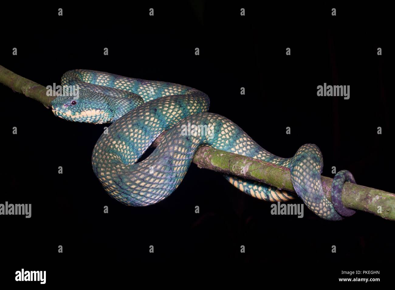 Ein erwachsenes Weibchen bornesischen Gekielt Bambusotter (Tropidolaemus subannulatus) in der Nacht im Gunung Mulu National Park, Sarawak, Malaysia, Borneo Stockfoto