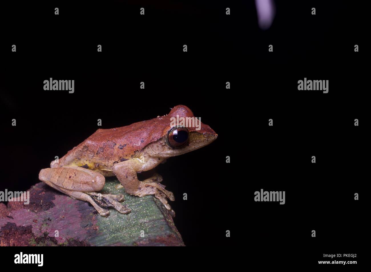 Ein harrisson Flying Frog (Rhacophorus harrissoni) in der Nacht im Gunung Mulu National Park, Sarawak, Malaysia, Borneo Stockfoto