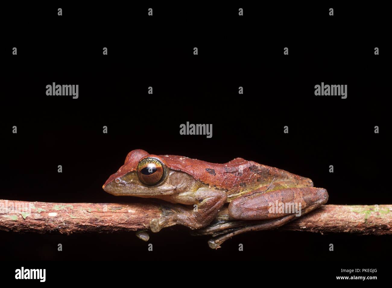 Ein harrisson Flying Frog (Rhacophorus harrissoni) in der Nacht im Gunung Mulu National Park, Sarawak, Malaysia, Borneo Stockfoto