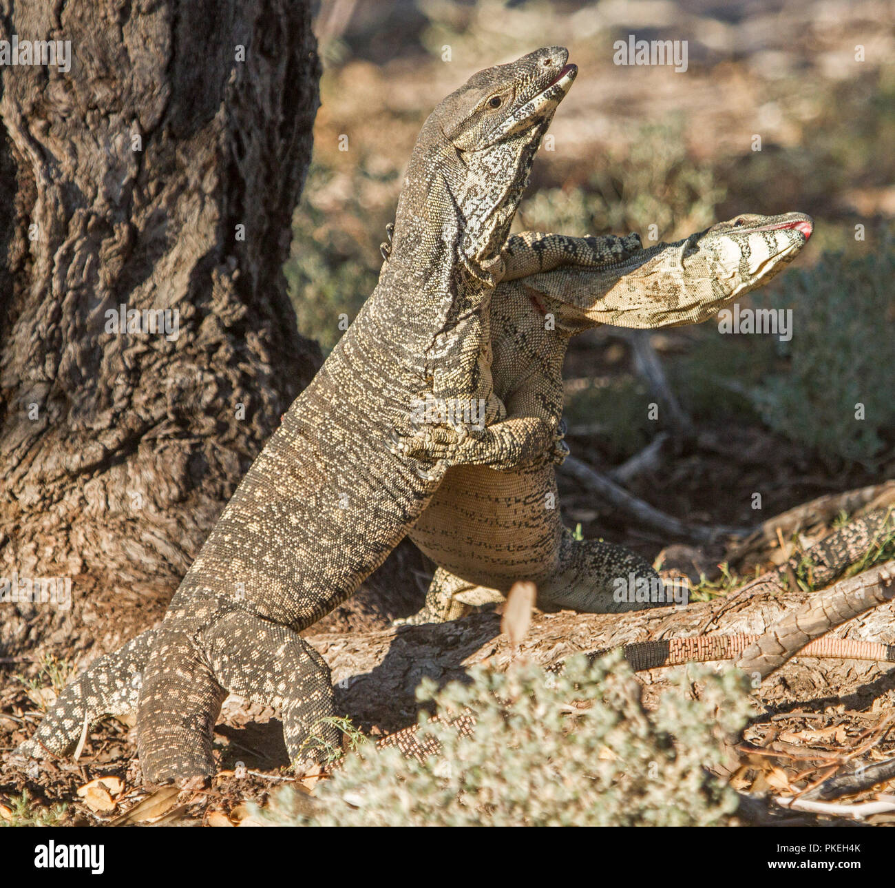 Zwei australische Goannas/lace Warane Paarung in der Wildnis an Culgoa Nationalpark im Outback NSW Stockfoto