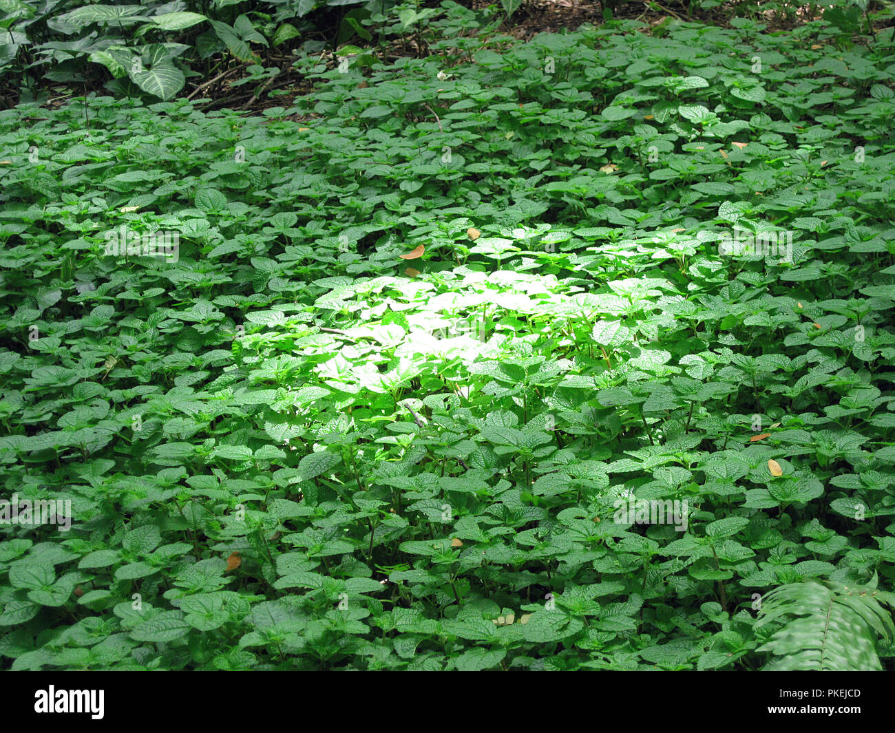 Bäume, Pflanzen und Laub schön innen Osho Nalla Park in Pune wachsen mit einem Sonnenstrahl auf der Pflanzen, Maharashtra, Indien Stockfoto