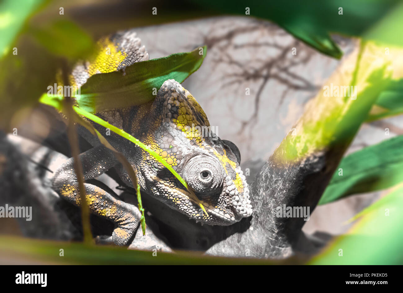 Panther Chamäleon (Chameleon Furcifer pardalis Ambilobe), endemische Reptilien Madagaskars. Stockfoto