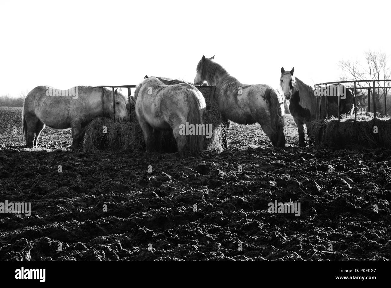 Pferde stehend in ein schlammiges Feld an einem Wintertag. Stockfoto