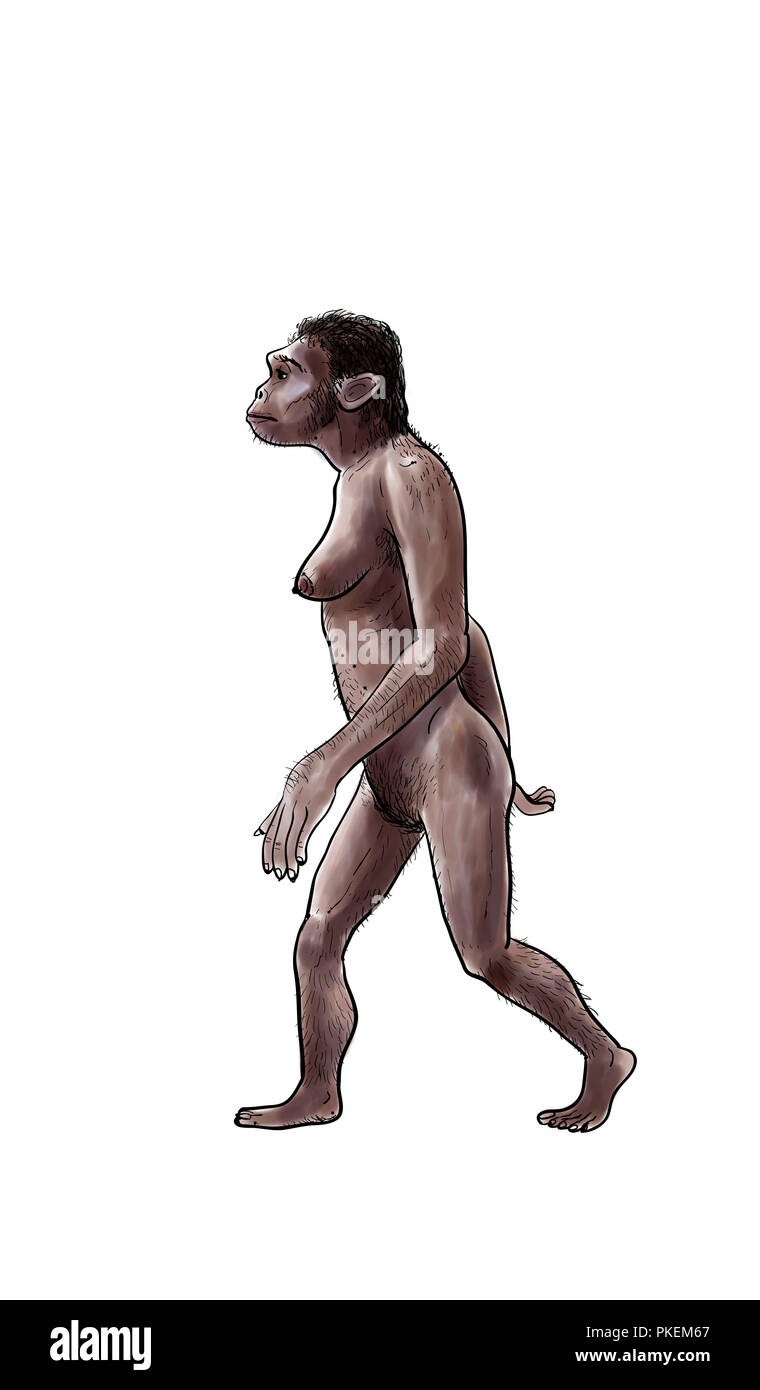 Die menschliche Evolution digitale Illustration, Homo erectus, Australopithecus, sapiens Stockfoto