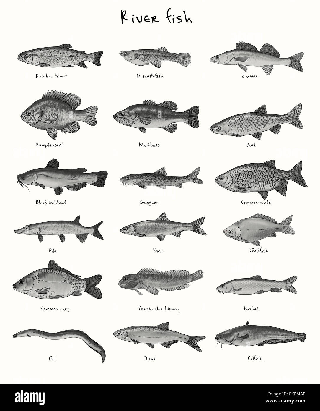 Digitale Illustration der Fluss Fisch Stockfoto