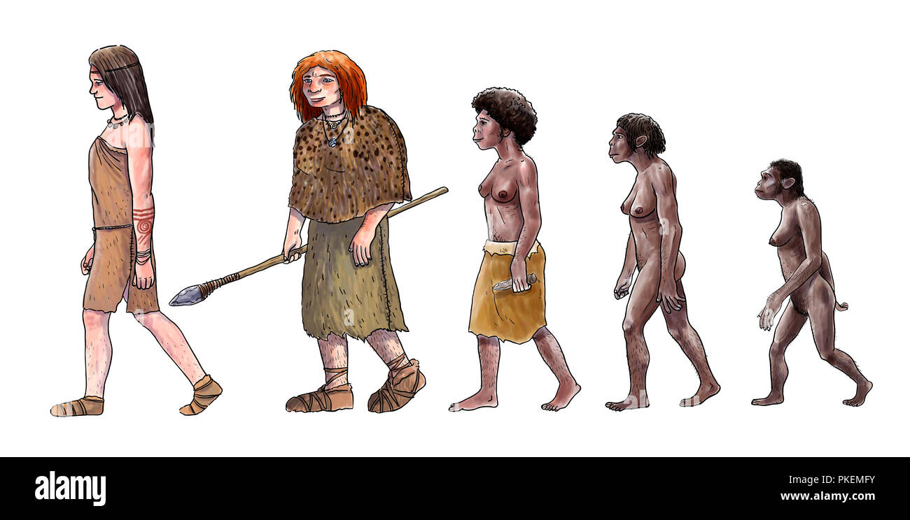 Die menschliche Evolution digitale Illustration, Homo erectus, Australopithecus, sapiens Stockfoto