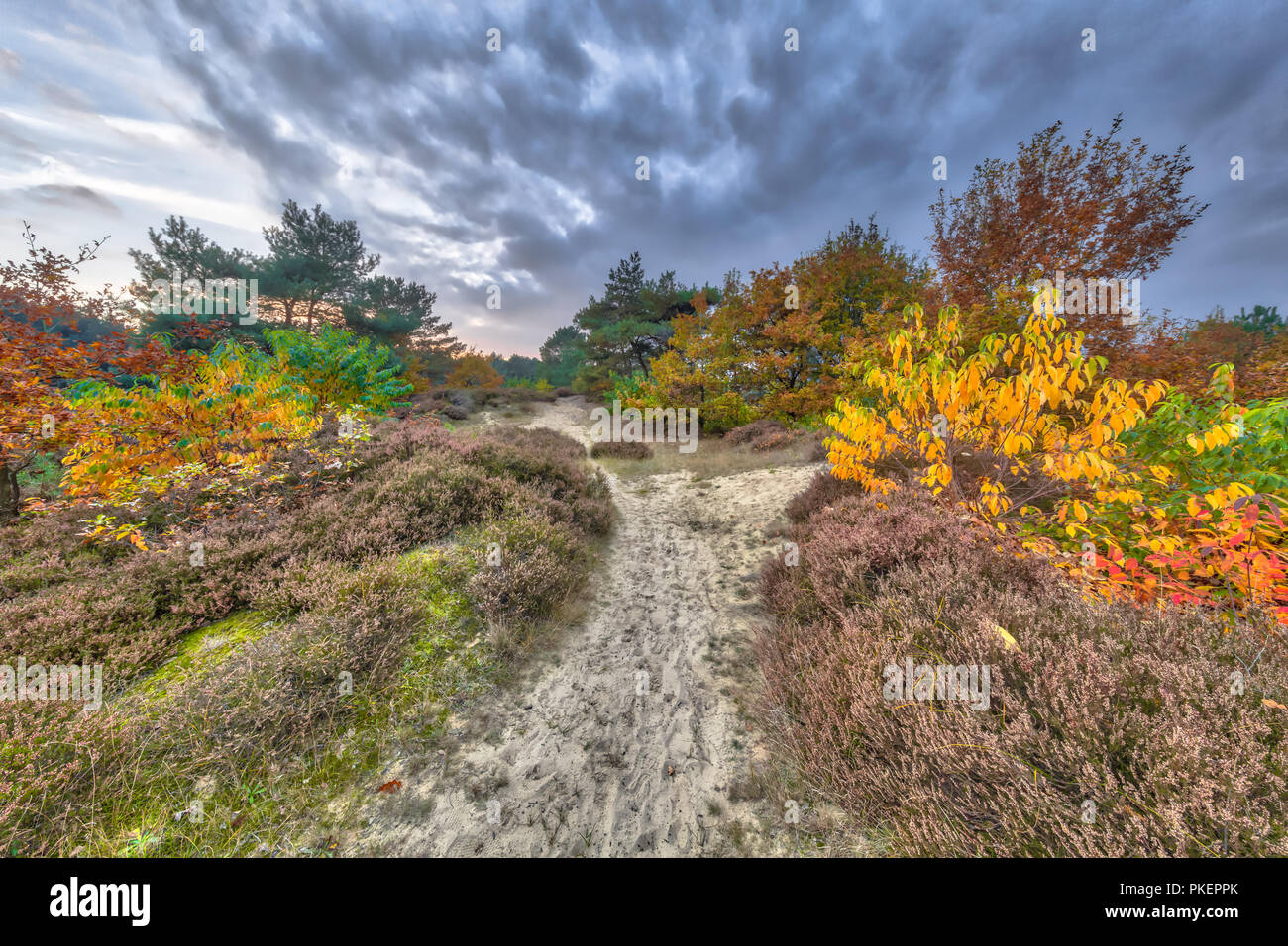 Herbst Heide Landschaft mit bunten Blätter an den Bäumen in Drenthe, Niederlande Stockfoto