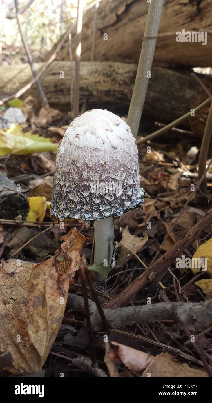 Große Shaggy Ink Cap Pilz auf dem Waldboden mit Blättern im Herbst. Weiße strukturierte Pilz. Stockfoto