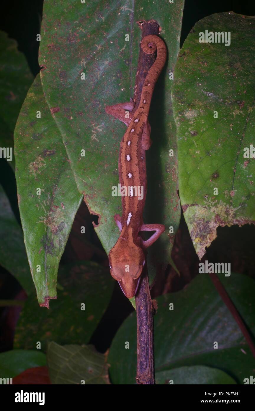 Eine Katze Gecko (Aeluroscalabotes felinus) mit dem Kopf in der Nacht in Ranau, Sabah, Malaysia, Borneo Stockfoto