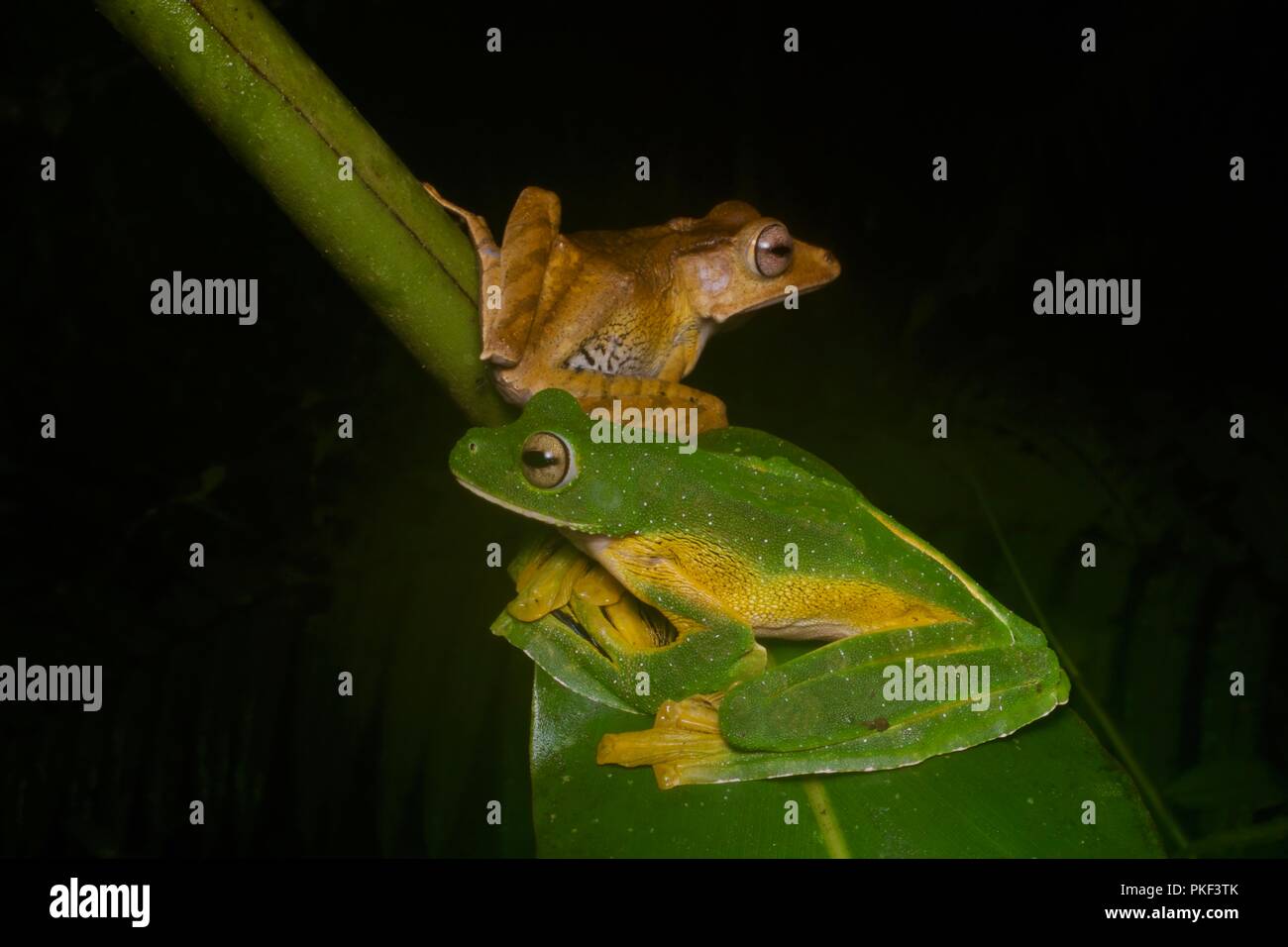 Ein Wallace Flying Frog (Rhacophorus nigropalmatus) und eine Datei-eared Treefrog (Polypedates otilophus) in Ranau, Sabah, Malaysia, Borneo Stockfoto