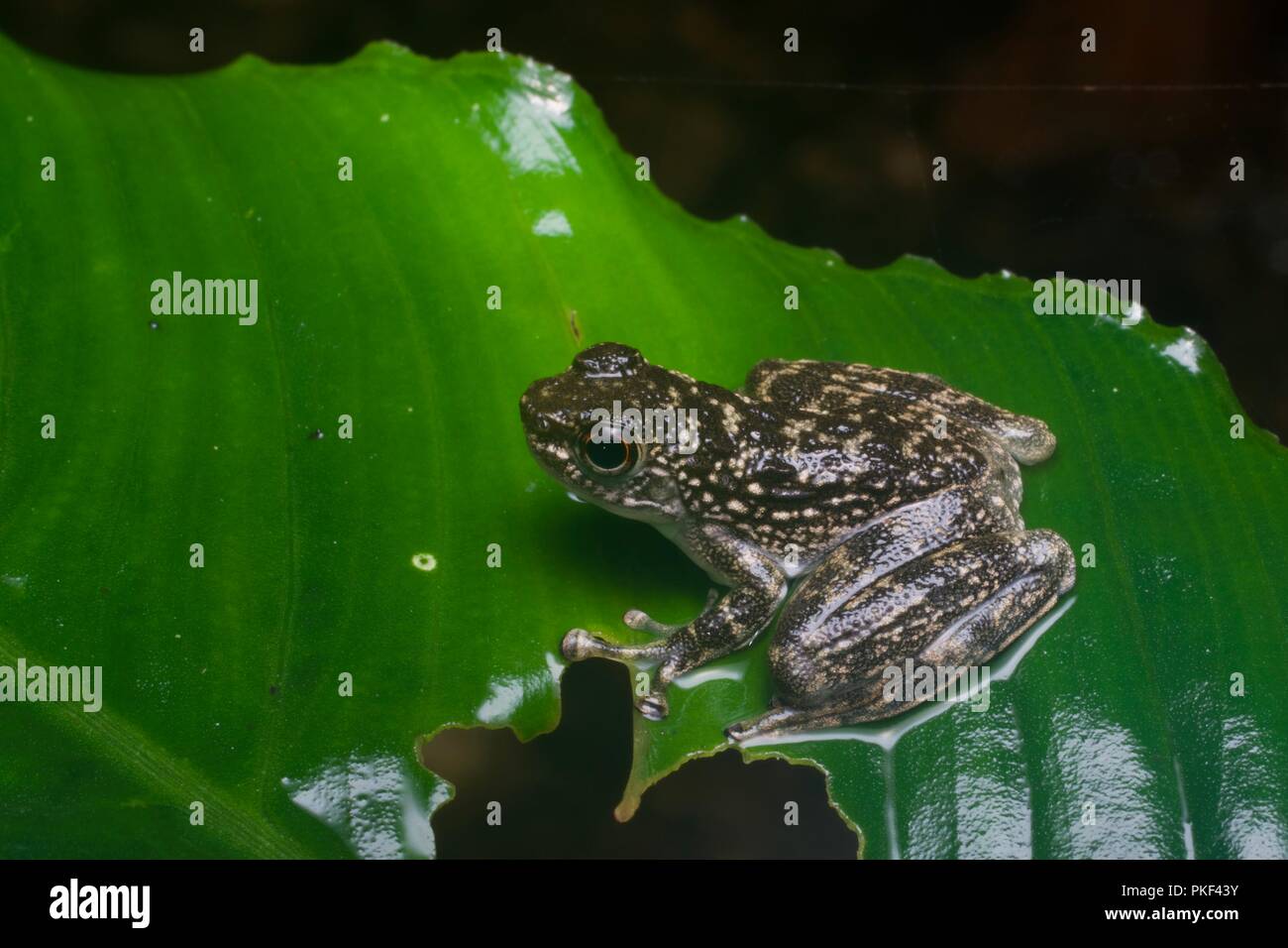 Ein Rock Skipper (Staurois latopalmatus) auf einem nassen Blatt in der Nacht in Ranau, Sabah, Malaysia, Borneo Stockfoto