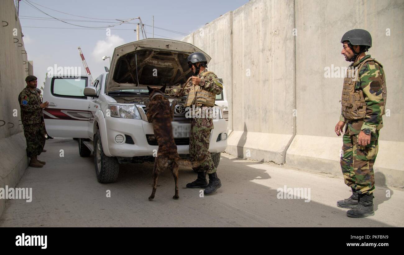 AIR WING KABUL, Afghanistan (9. August 2018) - - Mustafa, einem afghanischen Luftwaffe Militär Hundeführer, inspiziert ein Fahrzeug eintragen Base neben einer militärischen Gebrauchshund, 9. August 2018, Kabul, Flügel, Afghanistan. Mustafa ist einer der ersten zertifizierten Hundeführer in der Afghanischen Luftwaffe. Stockfoto