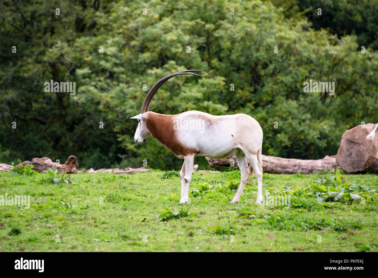 Oryx-Antilopen Stockfoto