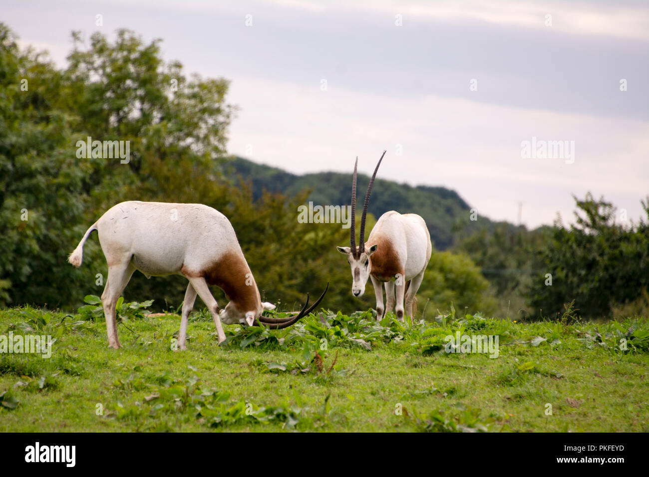 Oryx-Antilopen Stockfoto