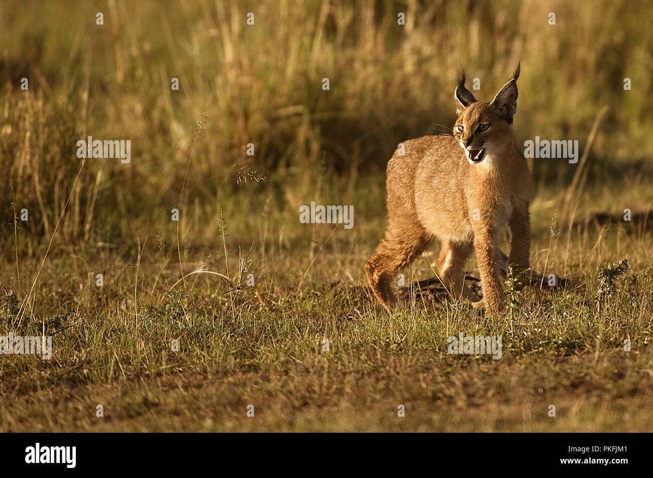 Caracal auf der Suche nach Beute Masai Mara Kenia Ostafrika Stockfoto